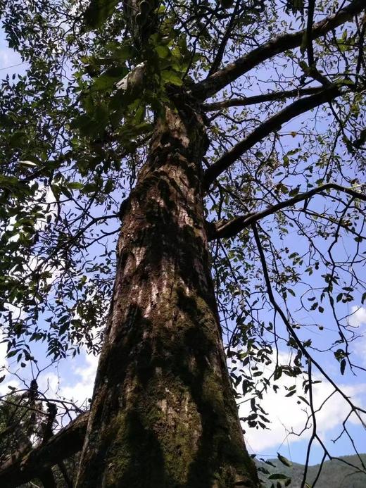 2025年新上市云南大理漾濞 紫芯琥珀色核桃 5斤装 商品图3