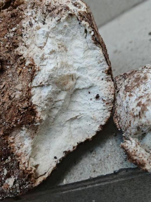 云南大理 纯野生茯苓 纯天然采集，无硫磺，默认发块状，备注可打粉 500g 商品图2