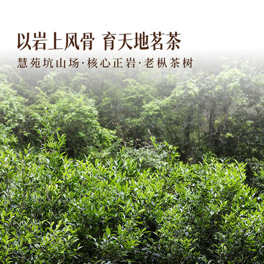 岩语 慧苑坑老枞水仙 茶叶礼盒装特级正宗武夷山正岩山场岩茶送礼51g 商品图4