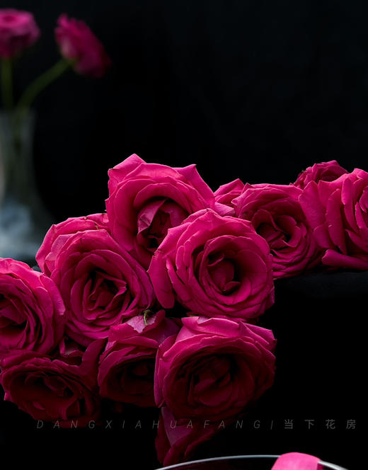 【AB级弗洛伊德玫瑰.第二件减10元】10支/份 长约60-65cm 商品图8