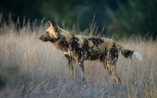 南非自然保护区的野奢探索 商品图1