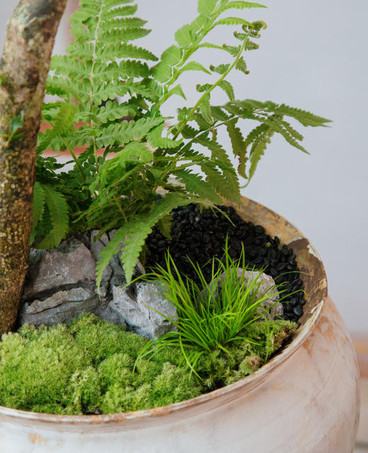 海岛栀子花 商品图1