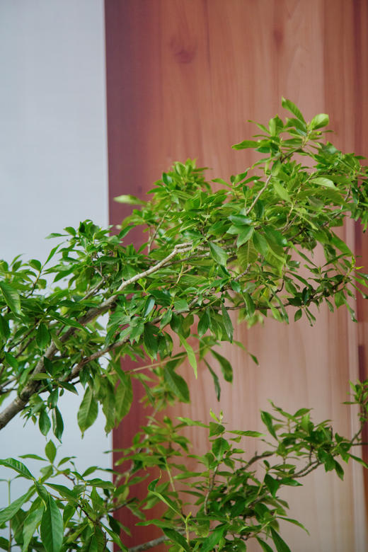 白色盆海岛栀子花 商品图2