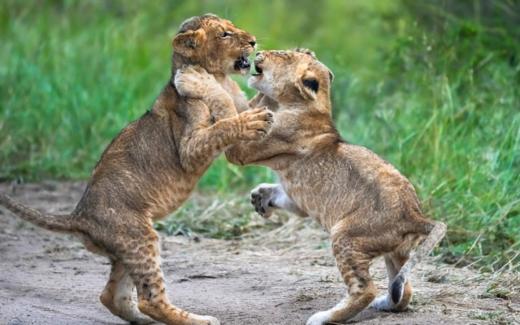 南非自然保护区的野奢探索 商品图5