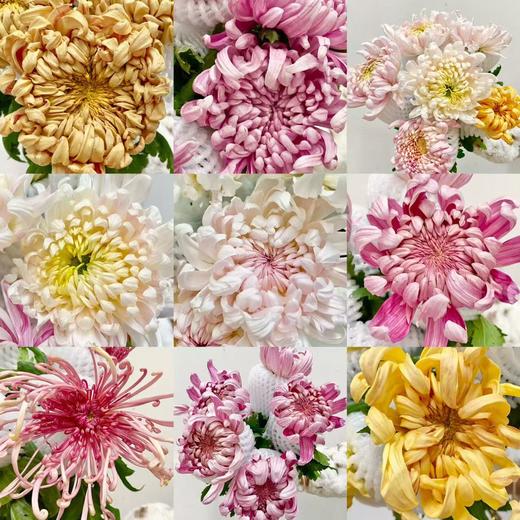 小菊 | 大头菊混色随机【新品测试，折痕瑕疵不售后，介意慎拍】 商品图1