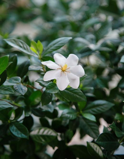 台面栀子花 商品图2