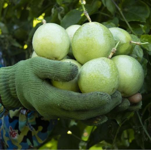 钦蜜9号 黄金百香果 当季大果新鲜纯甜原浆黄晶果酱 商品图3