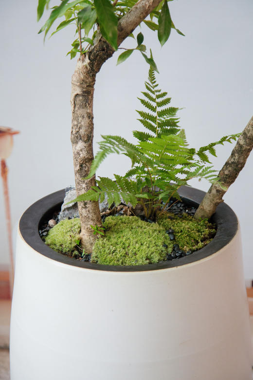 白色盆海岛栀子花 商品图1