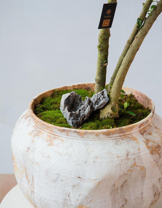 台面栀子花 商品图1