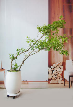 白色盆海岛栀子花