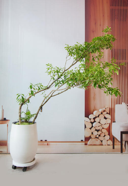 白色盆海岛栀子花 商品图0