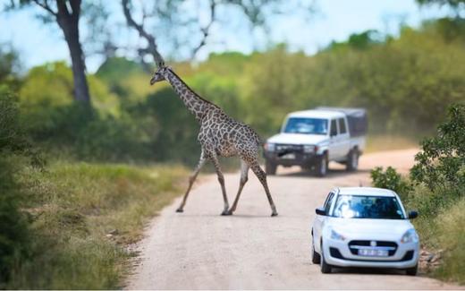 南非自然保护区的野奢探索 商品图3