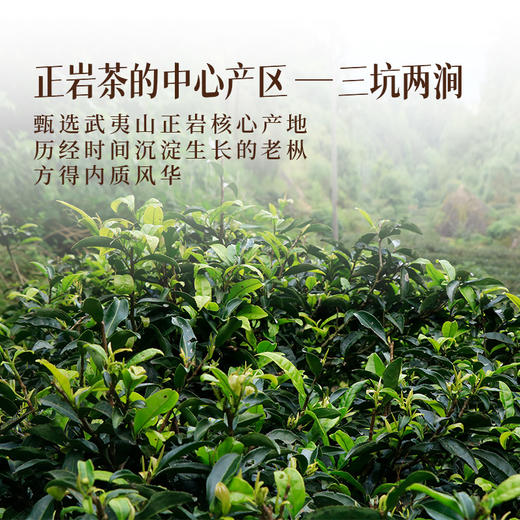 岩语 三两长久老枞水仙礼盒装 正岩特级武夷岩茶乌龙茶送礼60g 商品图4