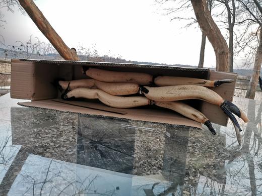 生态鲜藕【基地直发】产地：湖北武汉 商品图3