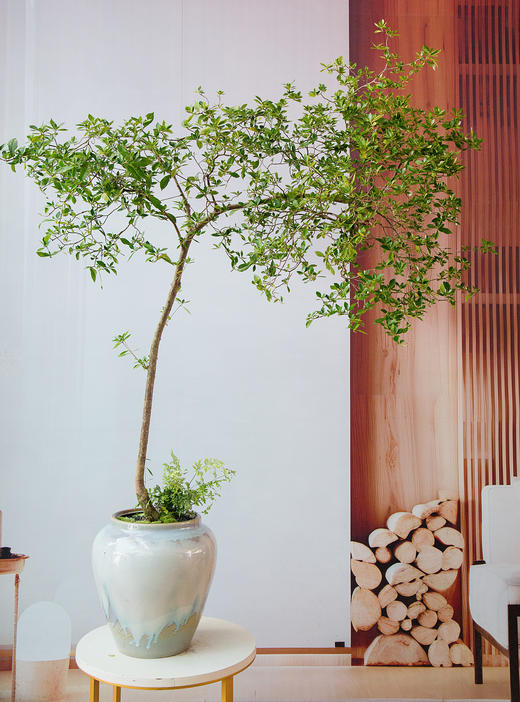 海岛栀子花 商品图0