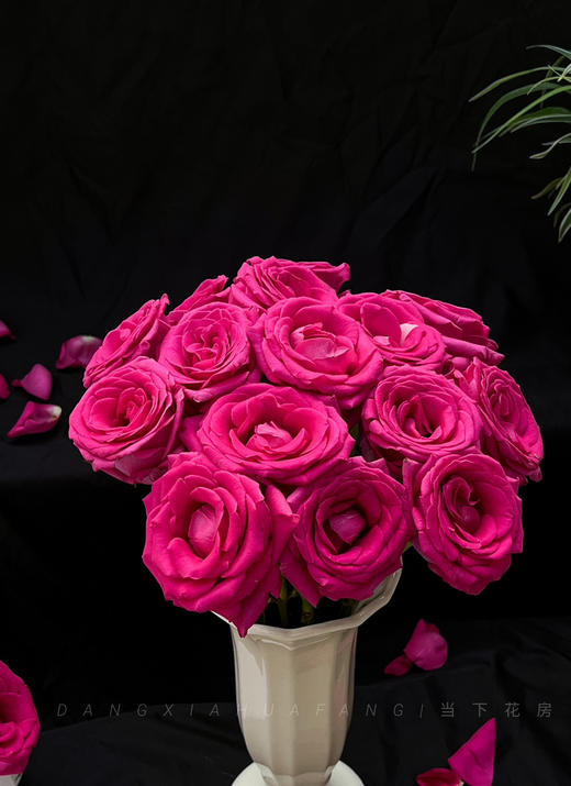 【AB级弗洛伊德玫瑰.第二件减10元】10支/份 长约60-65cm 商品图7