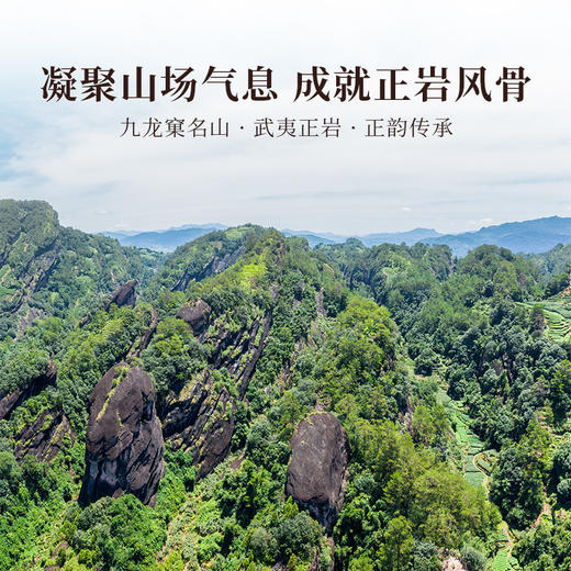 岩语 鉴山九龙窠肉桂 茶叶礼盒装正宗武夷山正岩特级乌龙茶送礼51g 商品图4