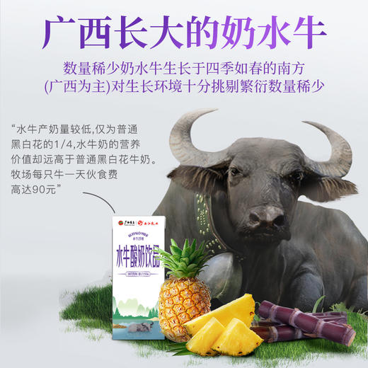 西江乳业丨水牛酸奶饮品 200ml*10盒 商品图2