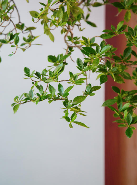 海岛栀子花 商品图1