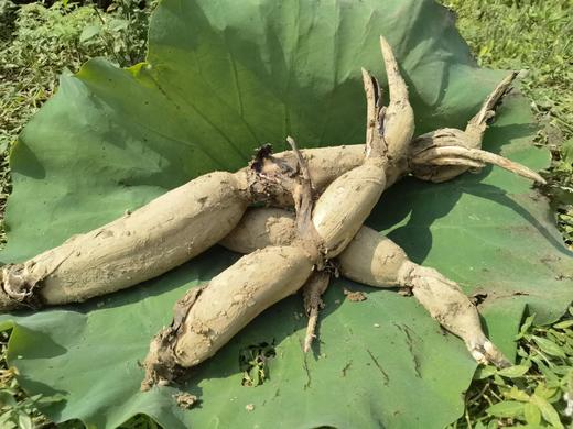 生态鲜藕【基地直发】产地：湖北武汉 商品图1