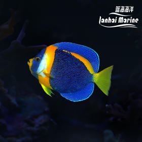 澳洲仙 公 (过背金）