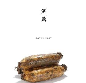 生态鲜藕【基地直发】产地：湖北武汉