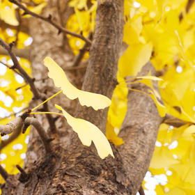 秋天巧用艾灸，养阴防燥、润肺益胃、温阳补虚! 