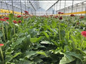 【基地探访】非洲菊种植基地