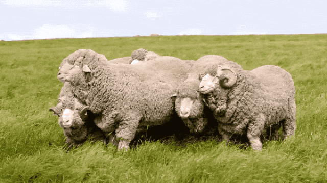  您已关注小来成长营满1年，邀您加入内部书法学习群！扫码进！ 