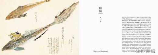 Fishes of Edo / 美し、をかし、和名由来の江戸魚図鑑 / 江户的鱼 商品图3