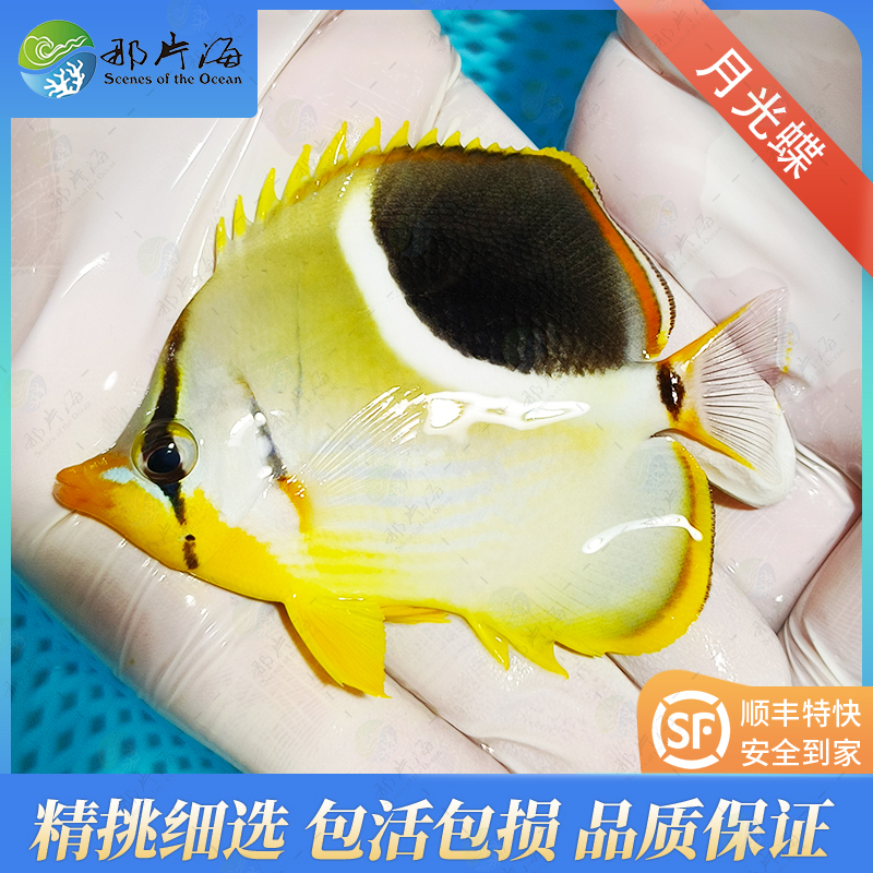 月光蝶Chaetodon ephippium