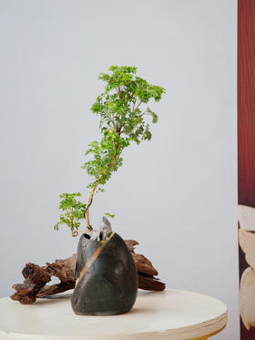 造型羽叶福禄桐