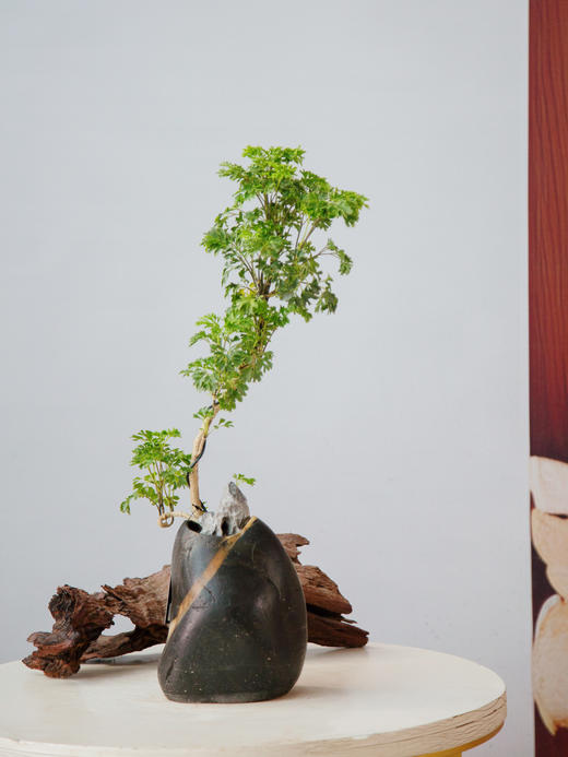 造型羽叶福禄桐 商品图0