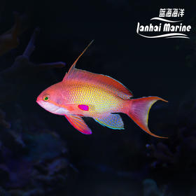 马代蓝眼宝石 公