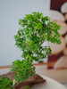造型羽叶福禄桐 商品缩略图2
