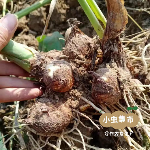 生态酵素毛芋头 5斤 | 合作农友生产，产自山东菏泽，生产者：刘坤敏 *【公平贸易农人定价】 商品图6