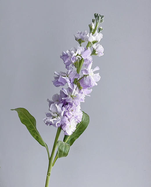 【永恒的爱】紫罗兰（多色可选）约10支/扎 商品图9