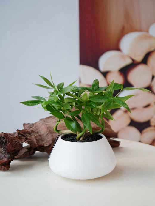 奇趣发财树 商品图0