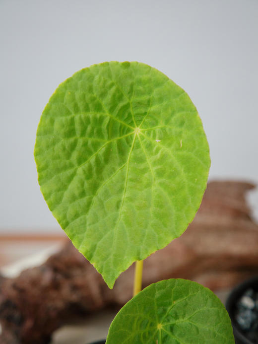 秋海棠 商品图1