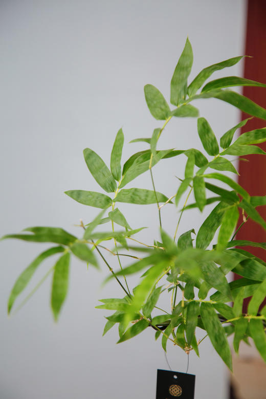 宝塔簕竹（中） 商品图1