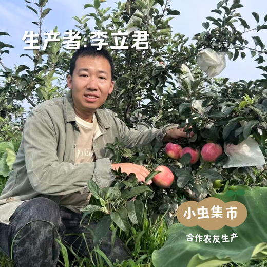 生态满满苹果 4-4.5斤| 合作农友生产，产自山东烟台，生产者：李立君 *【公平贸易农人定价】 商品图4