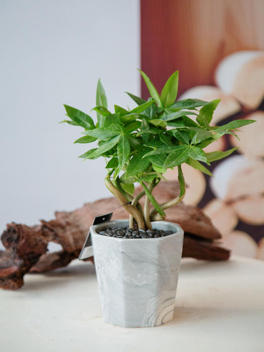 奇趣发财树 商品图0