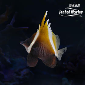 咖啡关刀