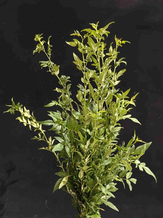 叶材九星叶一扎 商品图9