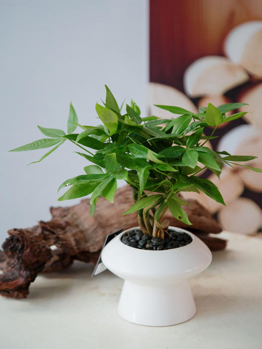 奇趣发财树 商品图0