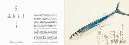 Fishes of Edo / 美し、をかし、和名由来の江戸魚図鑑 / 江户的鱼 商品图1