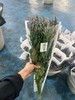 紫色多头鼠尾草鲜花10支 商品缩略图6