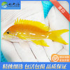 黄紫印/黄宝石Pseudanthias pleurotaenia 商品缩略图1