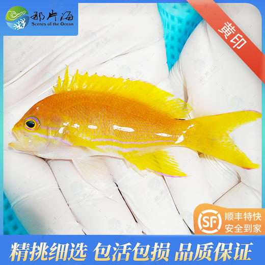 黄紫印/黄宝石Pseudanthias pleurotaenia 商品图1