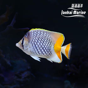 印尼橙尾蝶